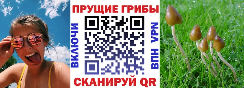 Галлюциногенные грибы Cubensis  купить  цена  Кумертау 